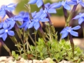 gentiana tergestina