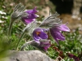 koniklec (3)