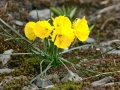 narcis