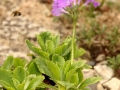 primula marginata