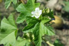 Malva_verticillata_sl10