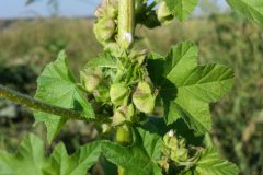 Malva_verticillata_sl15