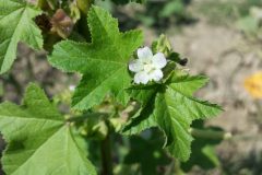 Malva_verticillata_sl16