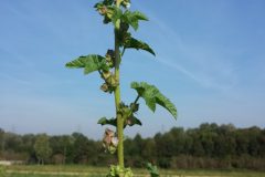 Malva_verticillata_sl23