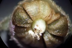 Malva_verticillata_sl31