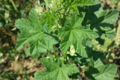 Malva_verticillata_sl36