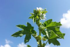 Malva_verticillata_sl40