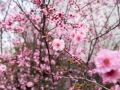 flower-1563071_1280