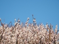 flowers-1225404_1280