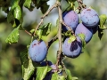 plum-1690494_1280