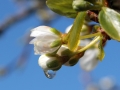 plum-tree-1358459_1280