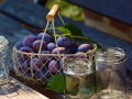 plums-1649305_1280