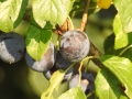plums-1662649_1280