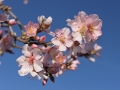 spring-1895627_1280