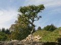 Dračí strážci zahrady IMG_0036
