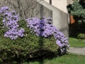Skalky i jezírka na jedné zahradě IMG_2040