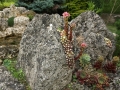 Skalky i jezírka na jedné zahradě IMG_4098