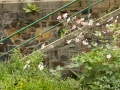 Karlovarská zahrada v pozdním létě IMG_7491