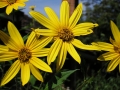 640px-Sunroot_flowers