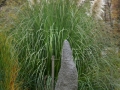 cortaderia