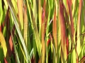 imperata cylindrica