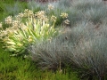 ovsíř helictotrichon sempervirens (3)