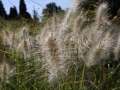 pennisetum (4)