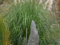 cortaderia