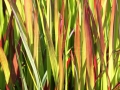 imperata cylindrica