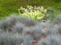 ovsíř helictotrichon sempervirens (2)