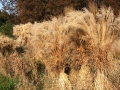 ozdobnice čínská (3)