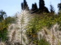 pennisetum (6)