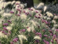 pennisetum na záhonech