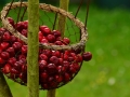 cherries-1503974_1280