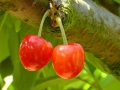cherries-178148_1280