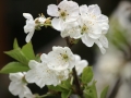 cherry-blossom-108568_1280