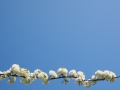 cherry-blossom-1260613_1280