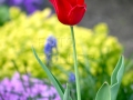 Fanfán tulipán IMG_0106