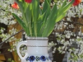 Fanfán tulipán IMG_0980