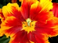 Fanfán tulipán IMG_7208