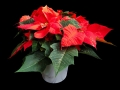 flower-1829702_640