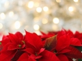 poinsettia-3024434_640