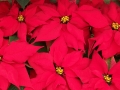 poinsettias-18199_640