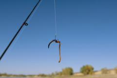 Screenshot_2020-03-15-Worm_on_fishhook-jpg-JPEG-obrázek-400-×-300-bodů