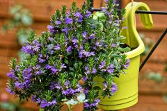 flowers-4423217_1280