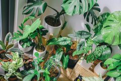 green-leaf-plant-lot-3153522