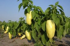 Paprika_Hungary