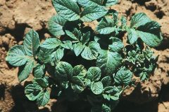 621px-Crops_in_acid_soil_demo_Potato_2017_05_09_6684