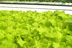 nature-growth-plant-technology-field-farm-801835-pxhere.com_