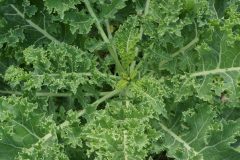 plant-field-food-green-herb-produce-499519-pxhere.com_